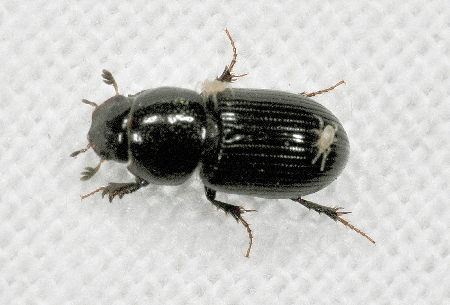 Lucanus cervus cervus,  femmina  e  Aphodiidae: cfr. Nialus varians